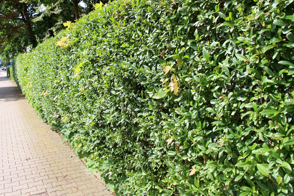 Ligusterhecke schneiden