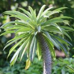 Madagaskarpalme, Pachypodium lamerei