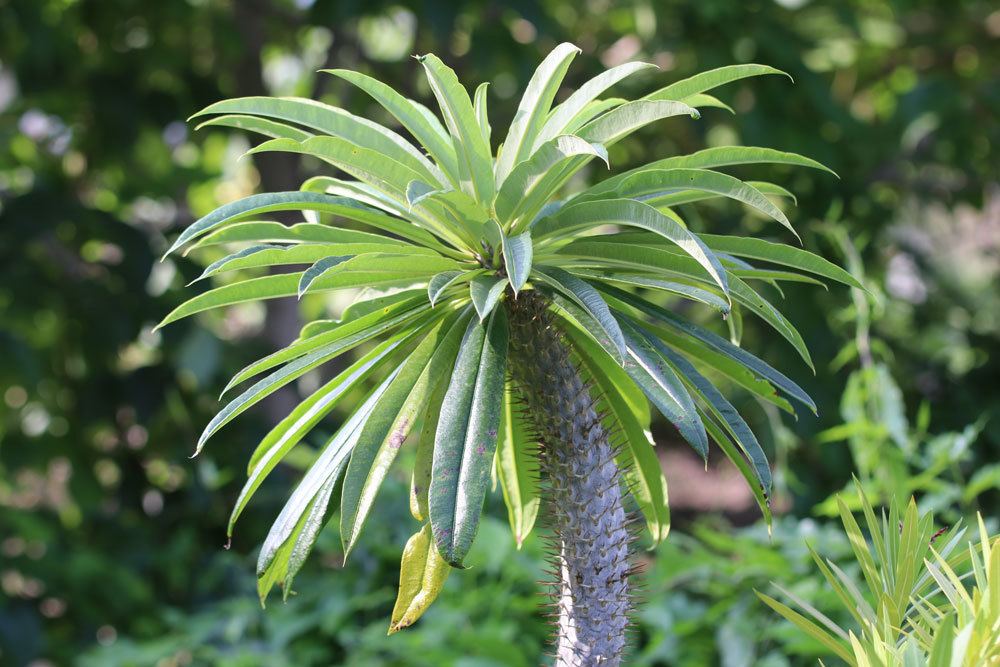 Madagaskarpalme, Pachypodium lamerei