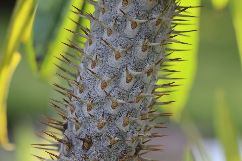 Die Madagaskarpalme lässt sich schwer vermehren