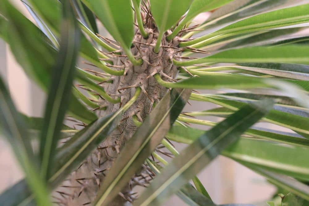 Staunässe sollte bei der Madagaskarpalme vermieden werden