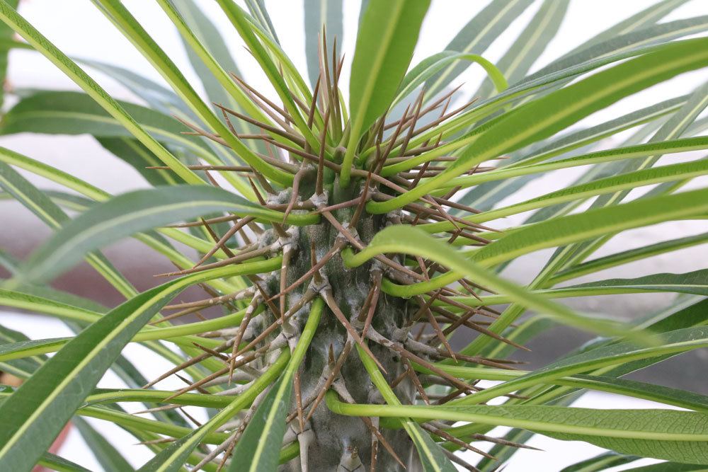 Die Madagaskarpalme ist nicht Winterhart