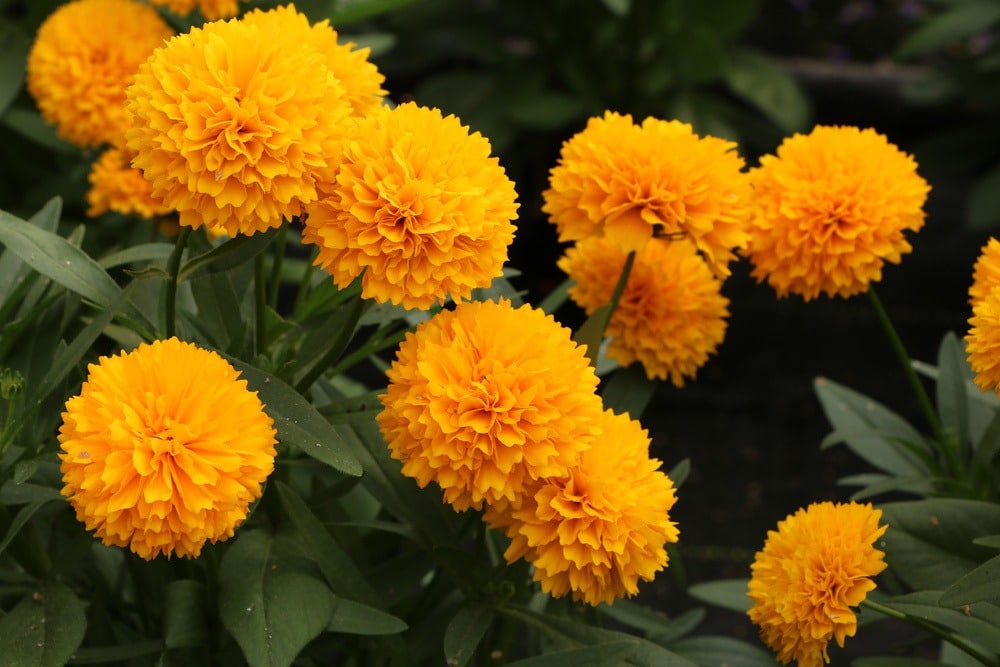 Mädchenauge, Coreopsis grandiflora