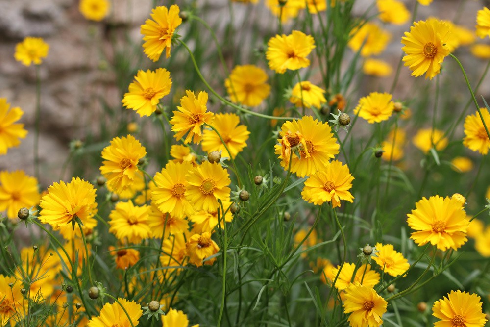 Mädchenauge, Coreopsis lanceolata