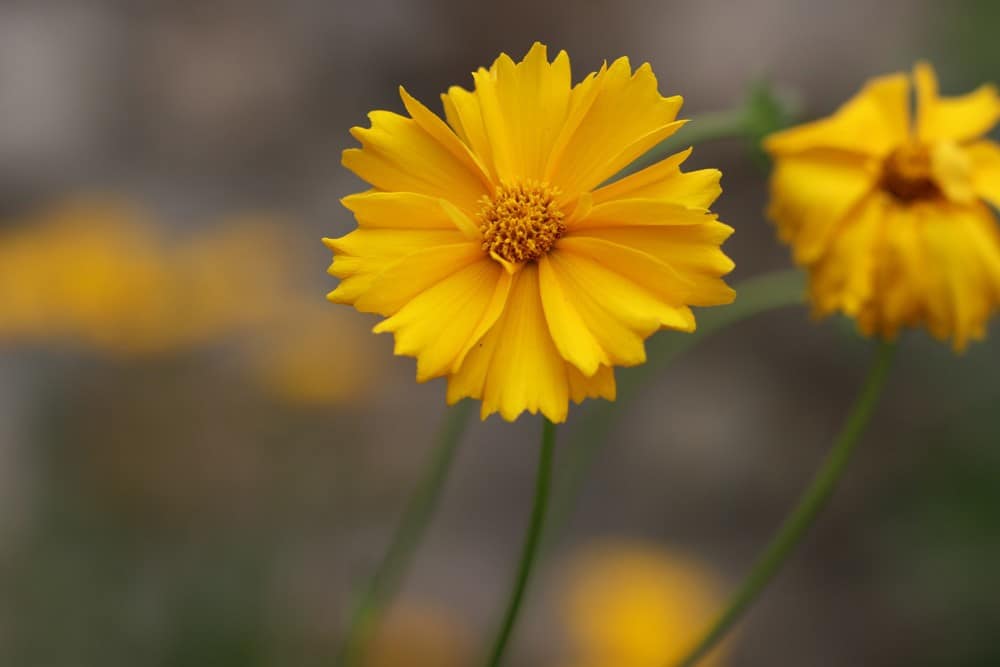 Mädchenauge, Coreopsis lanceolata