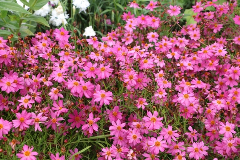 Mädchenauge (Coreopsis rosea 'Pink Lady')