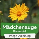 Mädchenauge (Coreopsis)