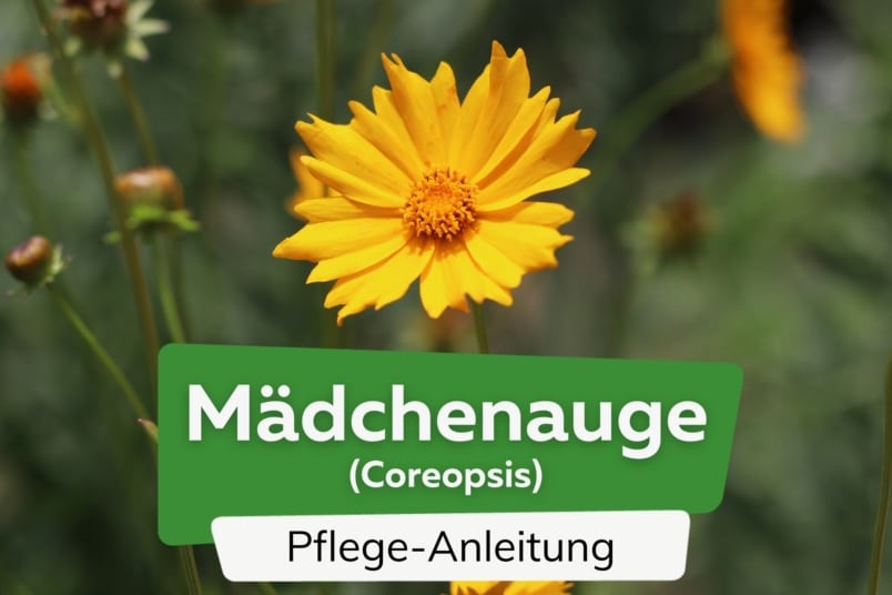 Mädchenauge (Coreopsis)