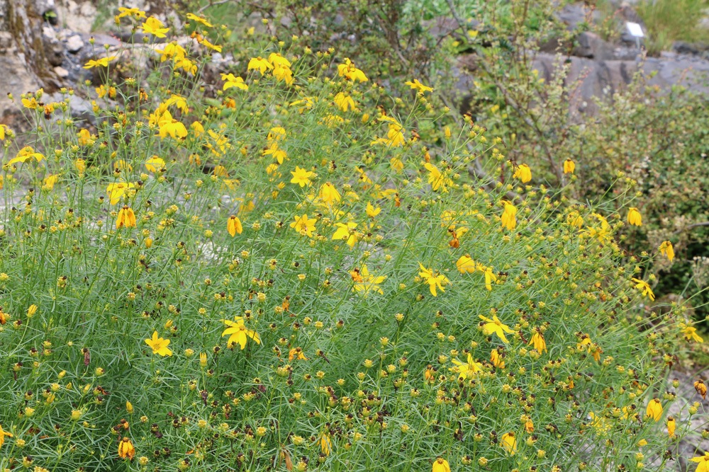 Mädchenauge, Coreopsis verticillata