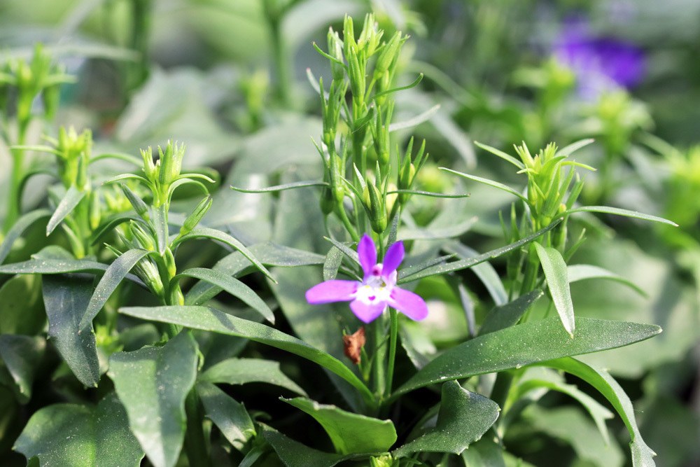 Männertreu - Lobelia erinus