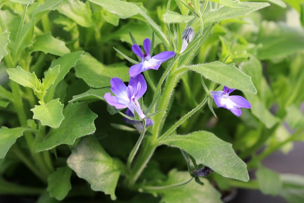 Männertreu - Lobelia erinus