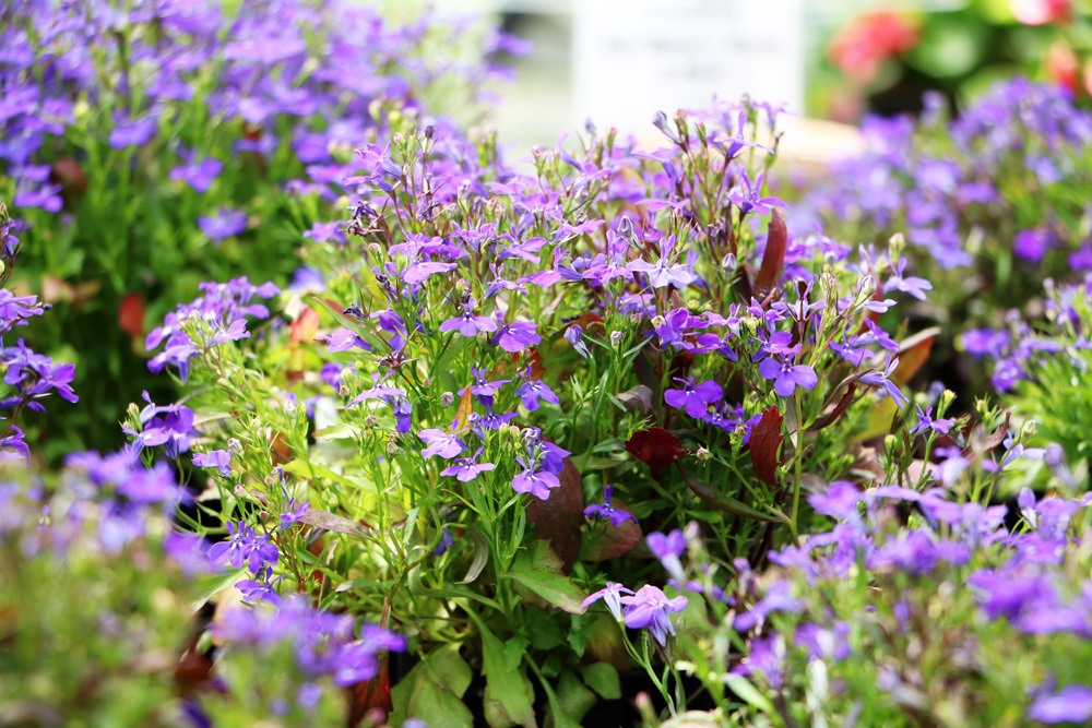 Männertreu - Lobelia erinus