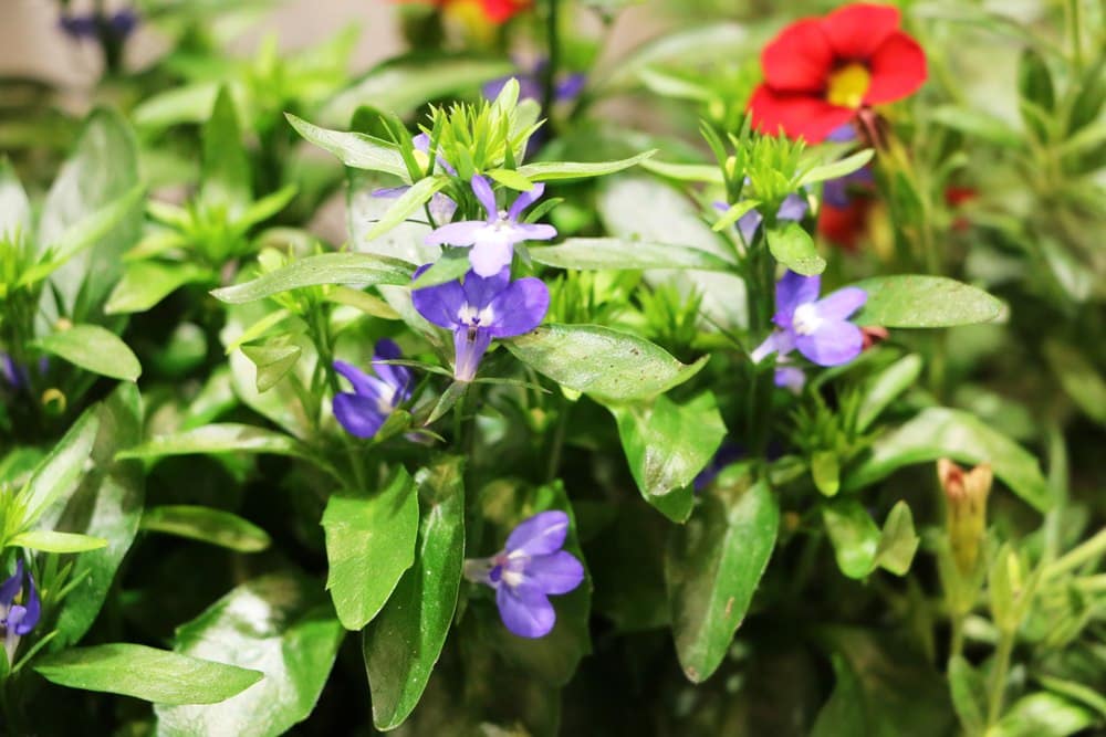 Männertreu - Lobelia erinus