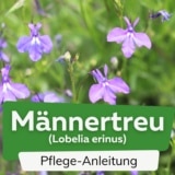 Männertreu (Lobelia erinus)