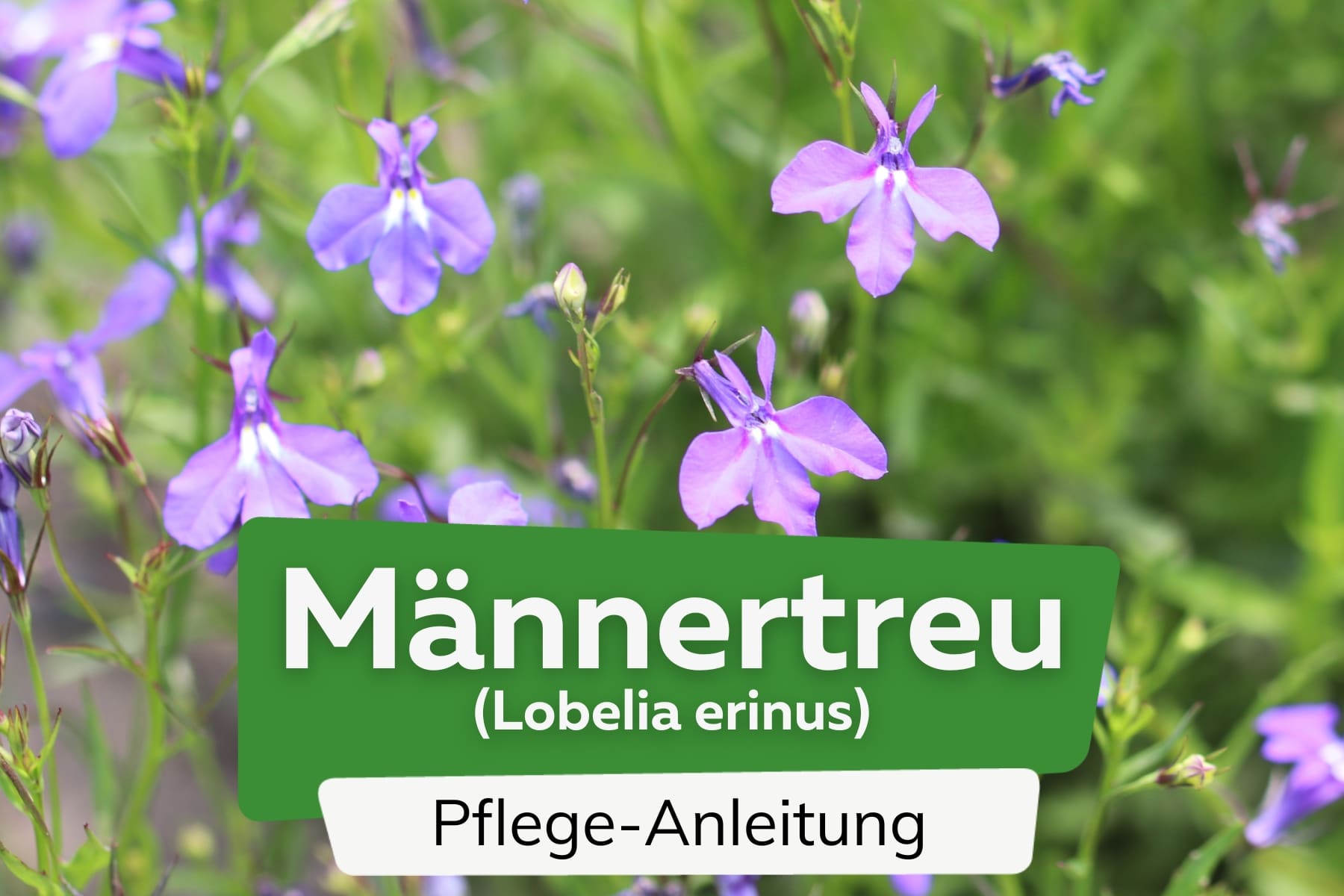 Männertreu (Lobelia erinus)