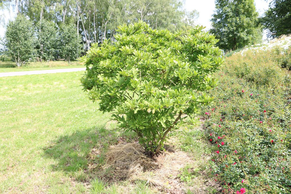 Der magnolie kann Rhododendronerde untergemischt werden