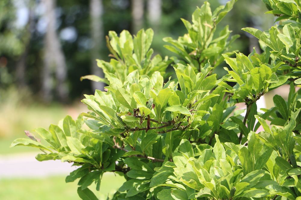 Die magnolie benötigt einen sonnigen bis halbschattigen Standort