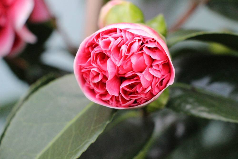 Magnolien lieben Solitärstellungen