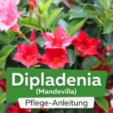 Dipladenia (Mandevilla)