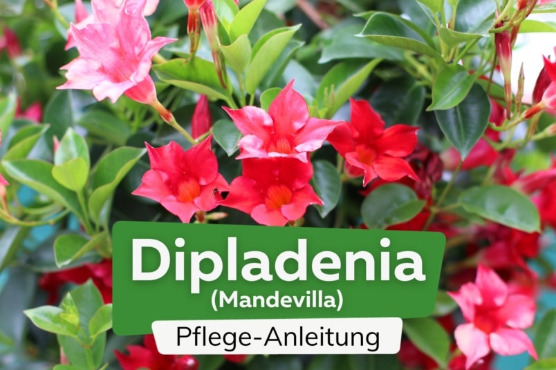 Dipladenia (Mandevilla)