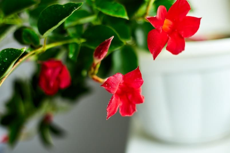 Mandevilla sanderi