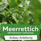 Meerrettich anbauen