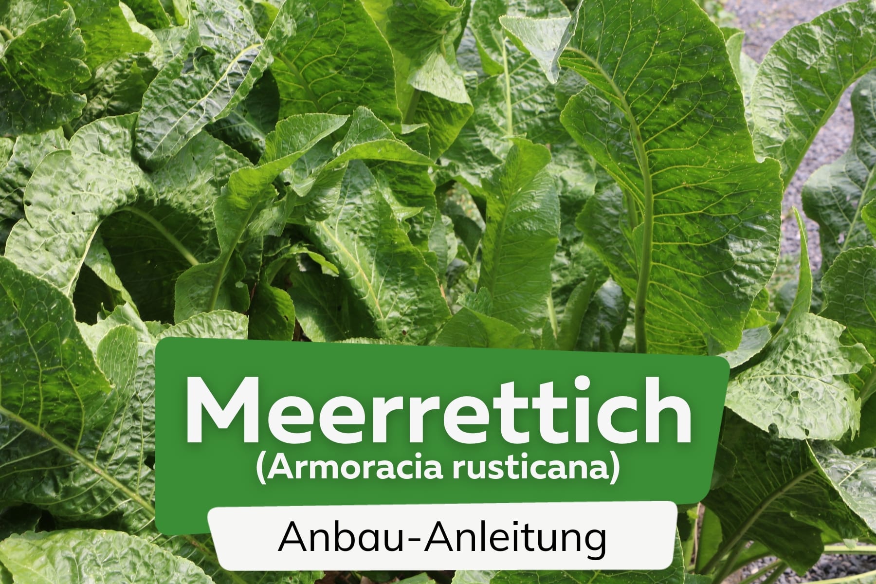 Meerrettich anbauen