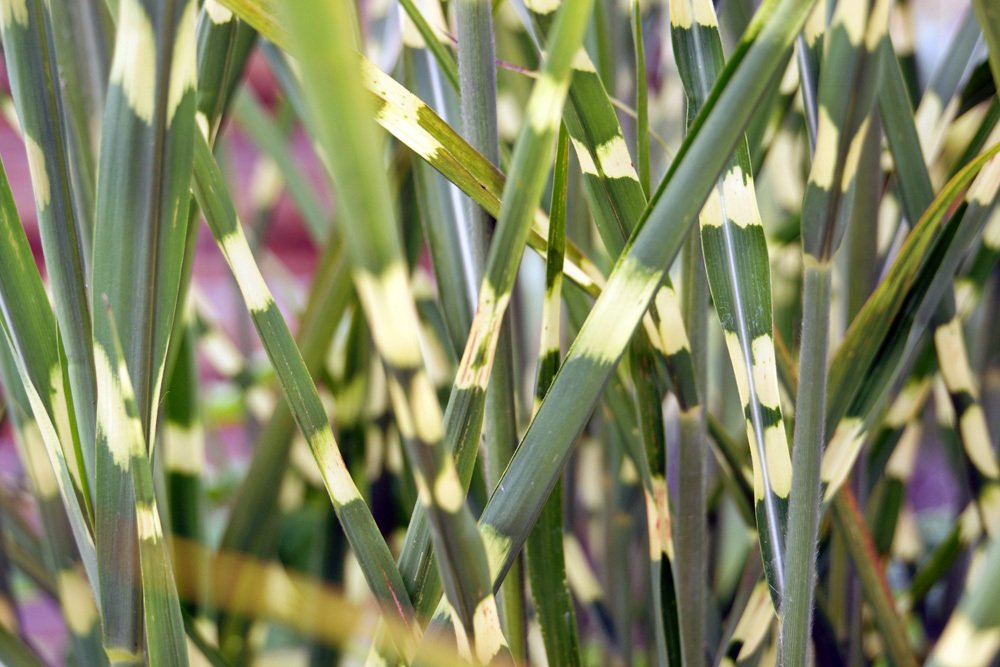 Chinaschilf - Zebragras - Miscanthus sinensis