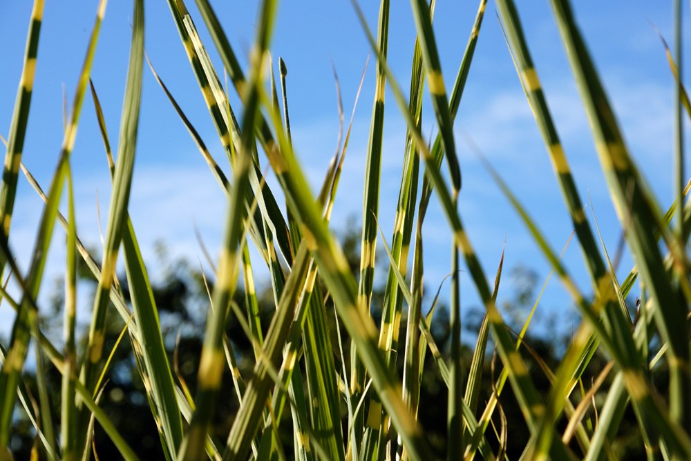 Chinaschilf - Zebragras - Miscanthus sinensis