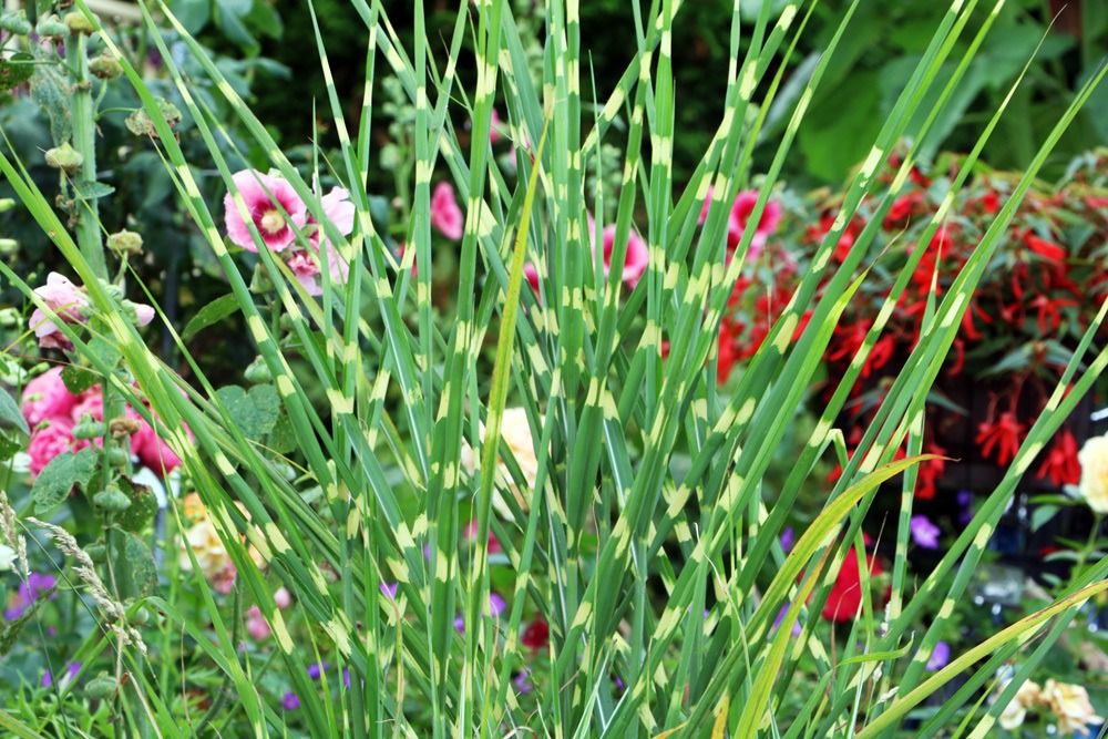 Chinaschilf - Zebragras - Miscanthus sinensis