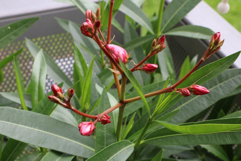 Oleander wächst bis zu drei Meter hoch