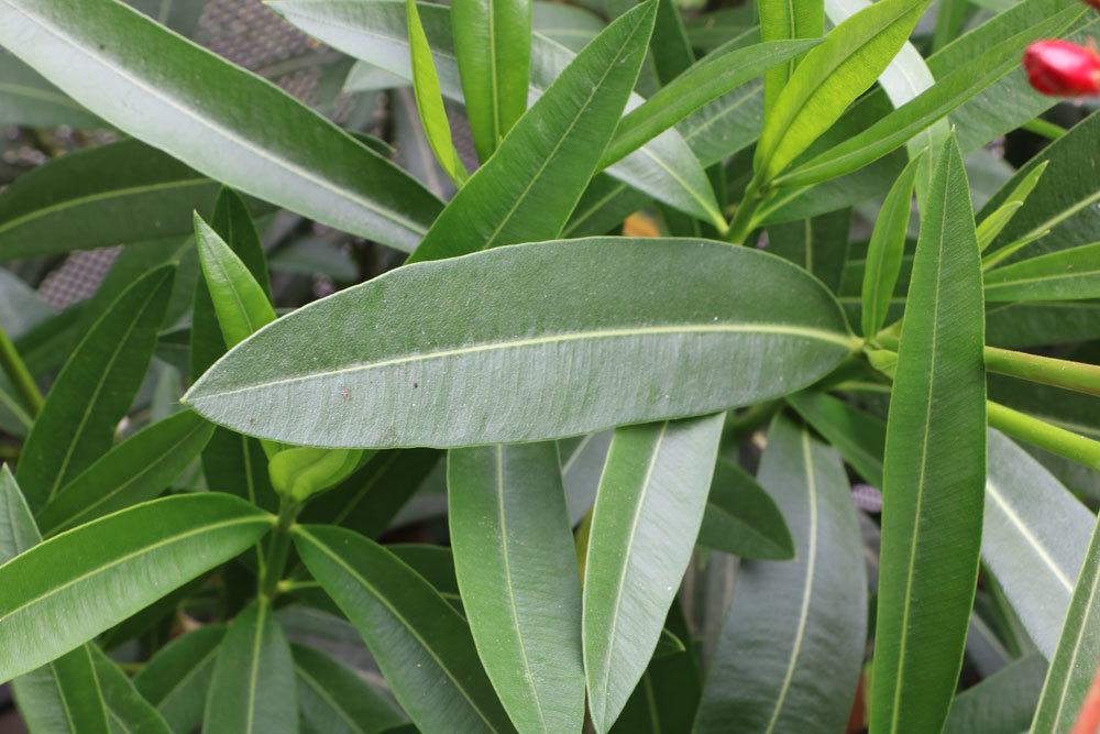 Oleander ist eine immergrüne Pflanze