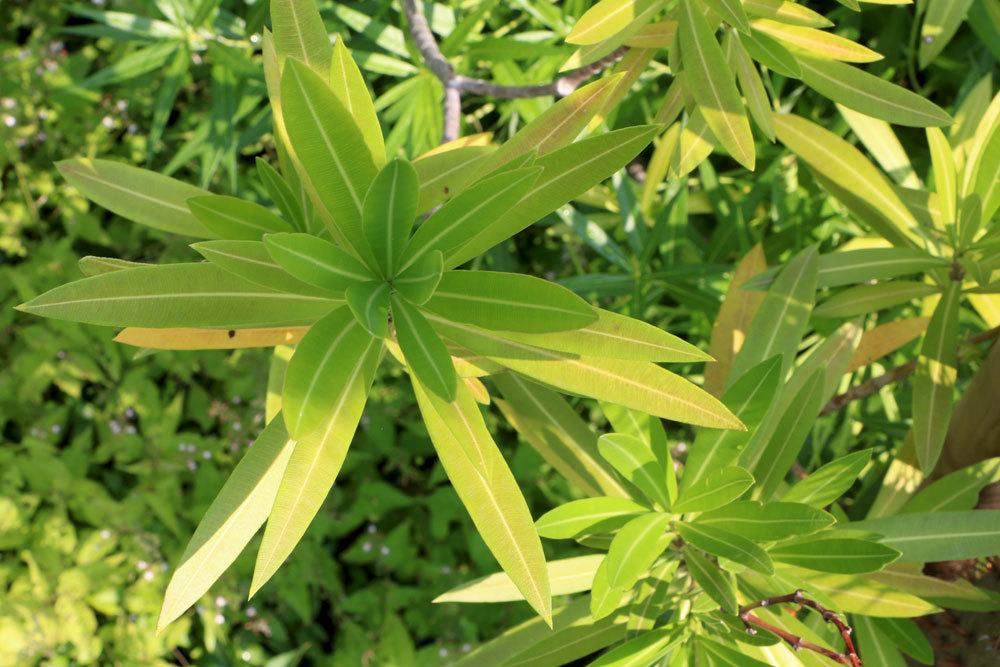 Oleander mit lanzettig geformten Blättern