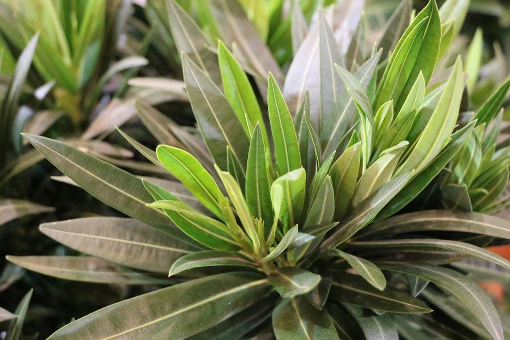 Oleander, Nerium oleander