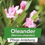 Oleander (Nerium oleander)