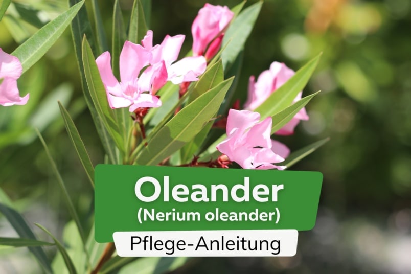 Oleander (Nerium oleander)