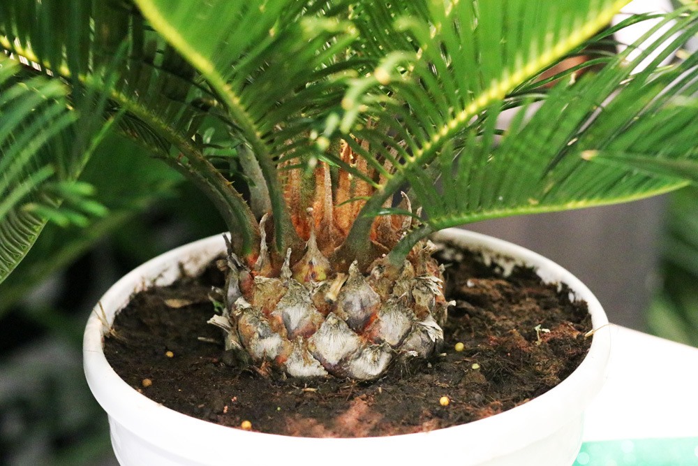 Palmfarn - Cycas revoluta