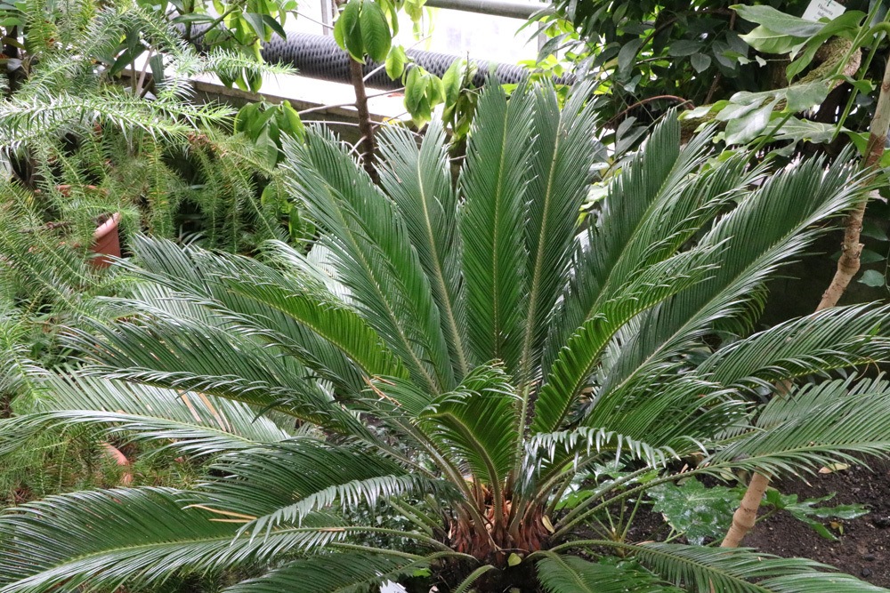 Palmfarn - Cycas revoluta