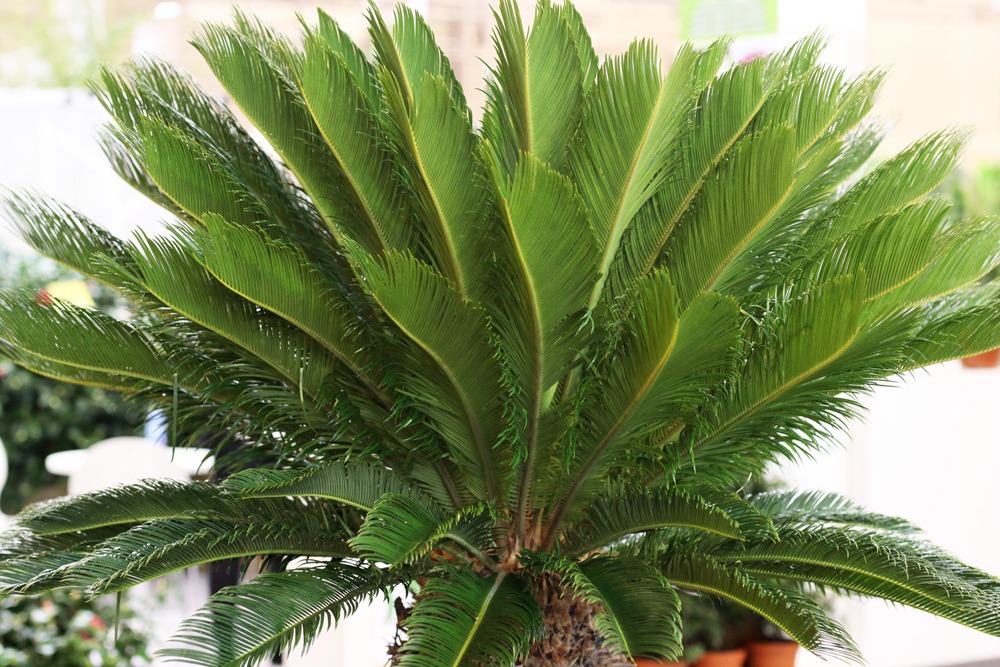 Palmfarn - Cycas revoluta