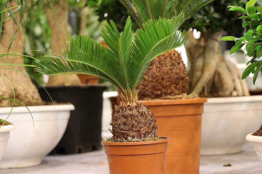 Palmfarn - Cycas revoluta