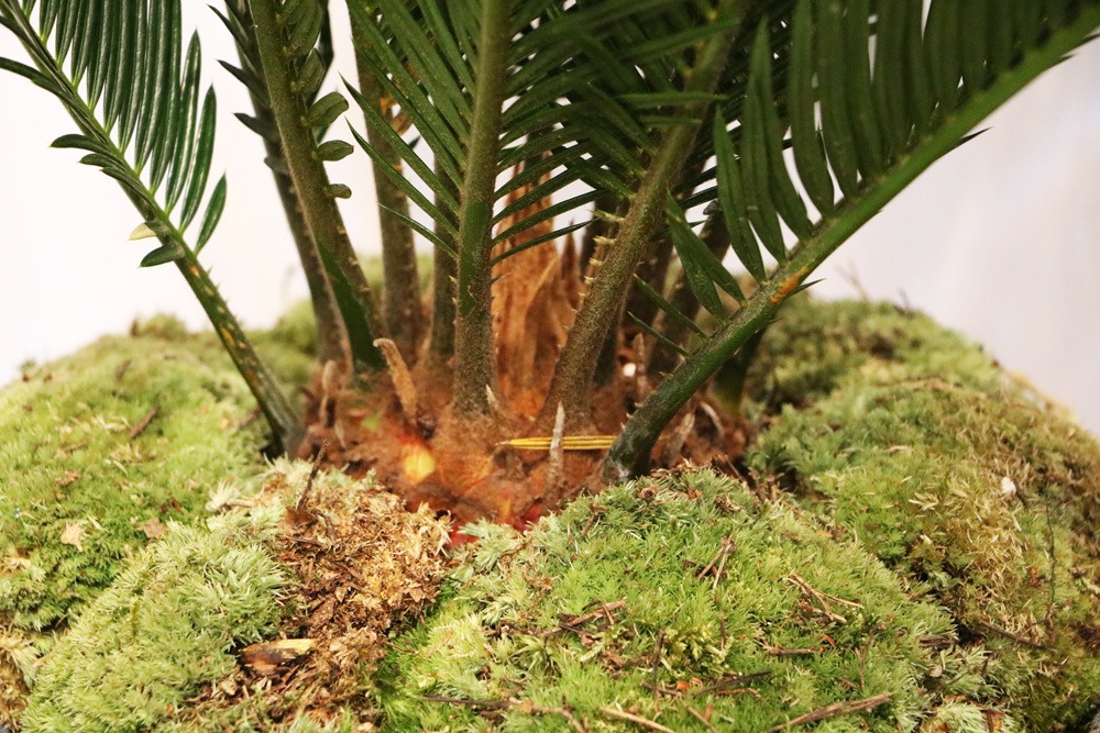 Palmfarn - Cycas revoluta