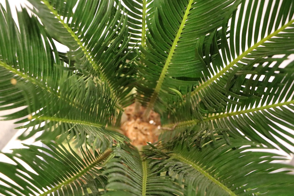 Palmfarn - Cycas revoluta