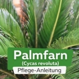 Palmfarn, Sagopalme, Cycas revoluta