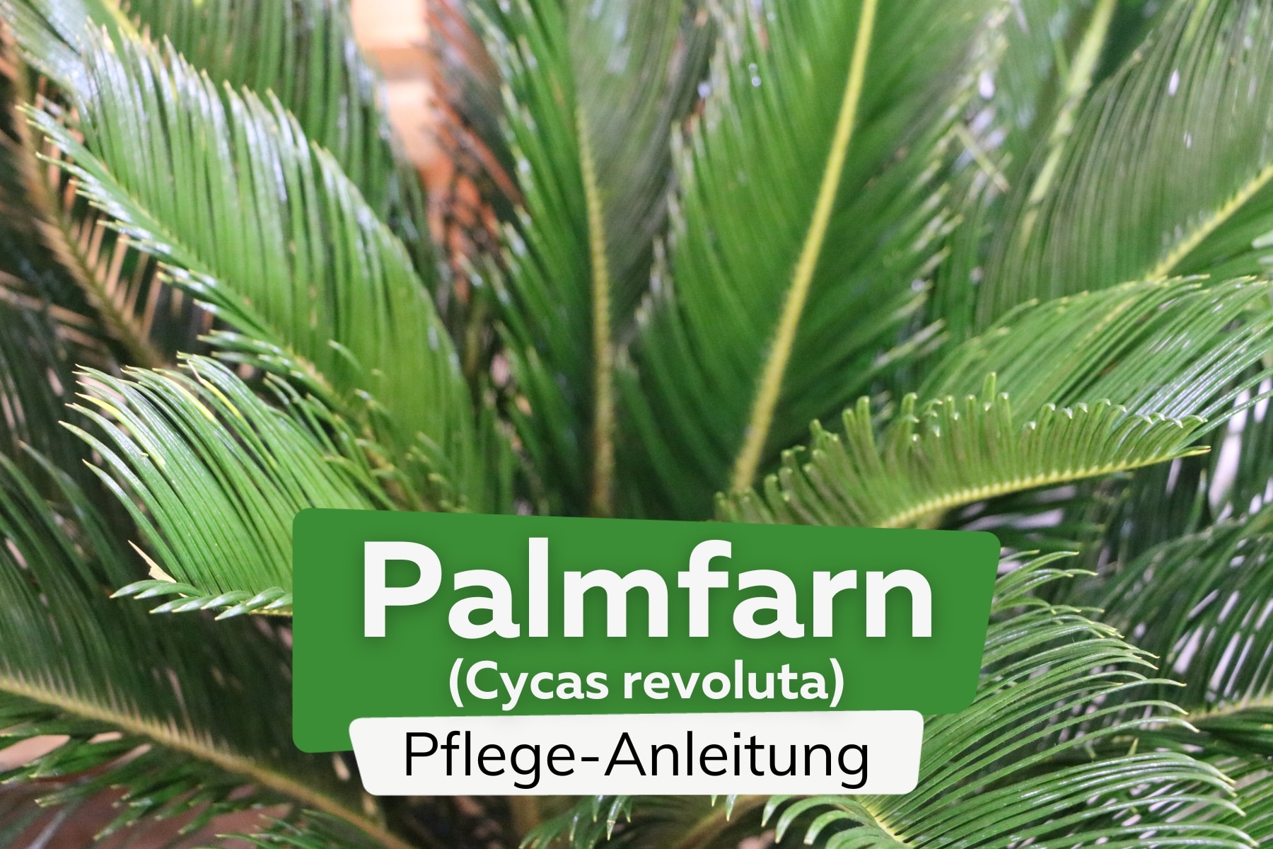 Palmfarn, Sagopalme, Cycas revoluta