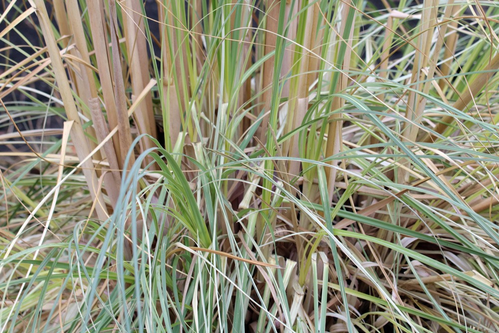 Pampasgras - Cortaderia selloana