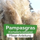 Pampasgras (Cortaderia selloana)