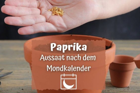 Paprika nach dem Mondkalender aussäen