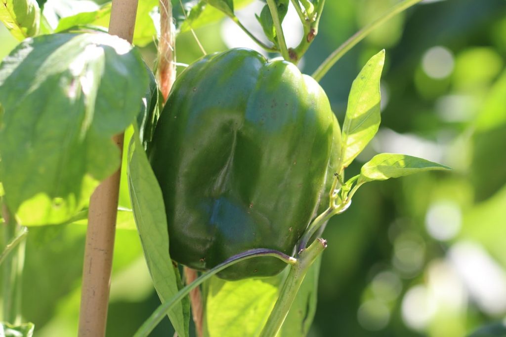 Paprika mit Stab stabilisieren