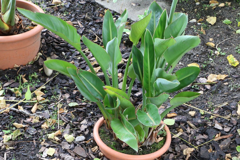 Strelitzia reginae mit immergrünen Blättern