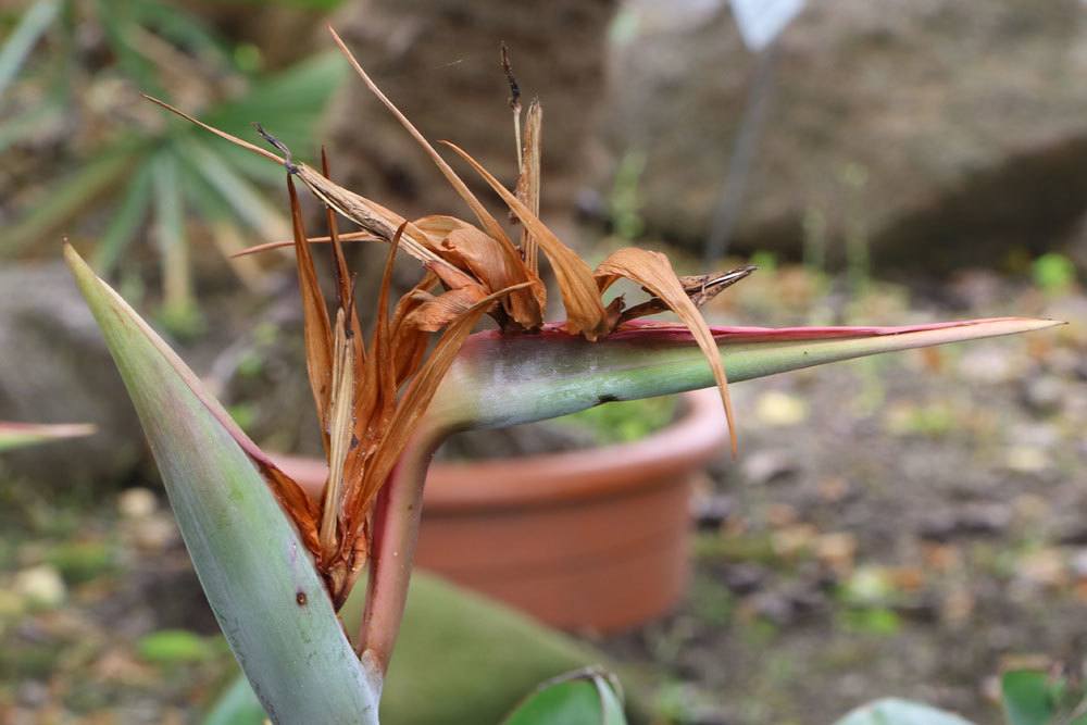 Paradiesvogelblume mit vertrockneter Blüte